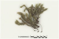 藏品(南亞美蕨繩苔)的圖片